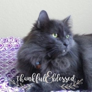 Meet your Posher, Joann